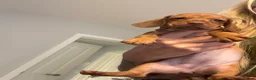 Miniature Dachshund dogs for sale: Dachund babies  - Advert 4