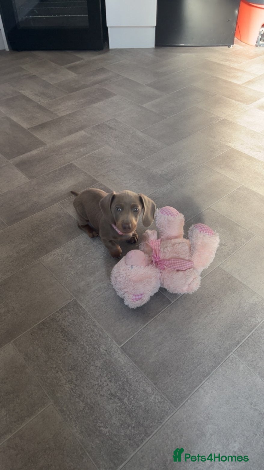 Miniature Dachshund dogs  Kc registered Miniature dachshund  - Advert 8
