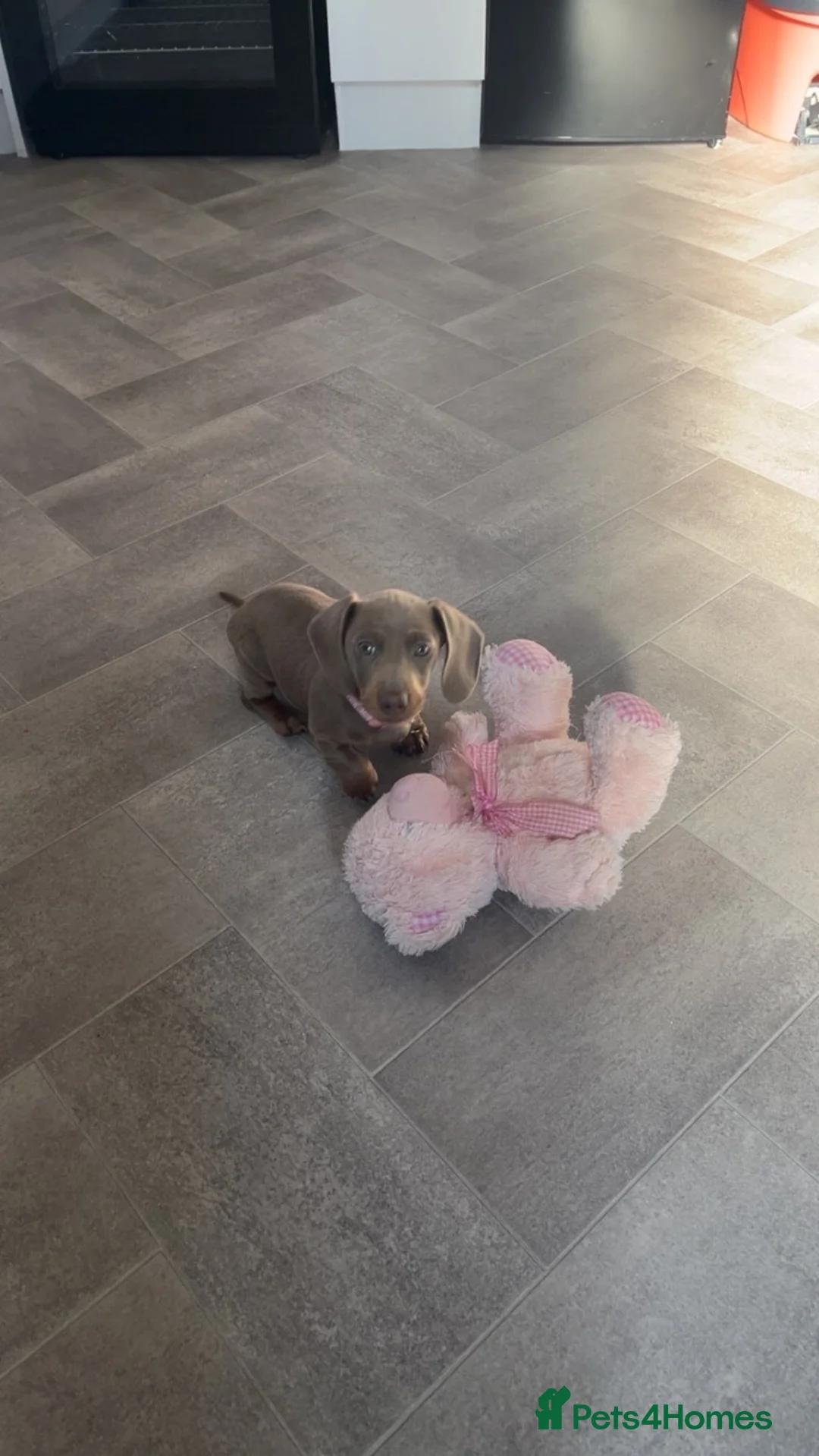 Miniature Dachshund dogs for sale:  Kc registered Miniature dachshund  - Advert 1