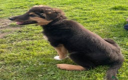 Mixed Breed dogs for sale: Girl TRI- due to unforseen circumstances - Image 3
