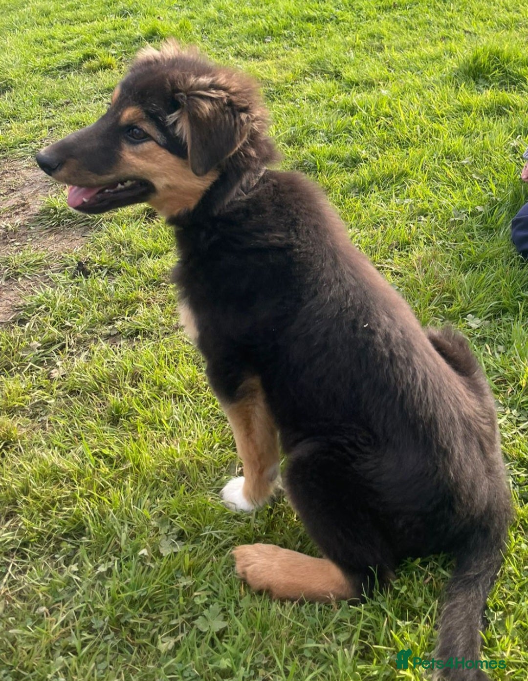 Mixed Breed dogs for sale: Girl TRI- due to unforseen circumstances - Image 3