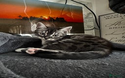 Bengal cats for sale: Stunning Silver & Charcoal Bengal Boys & Girls! - Image 28