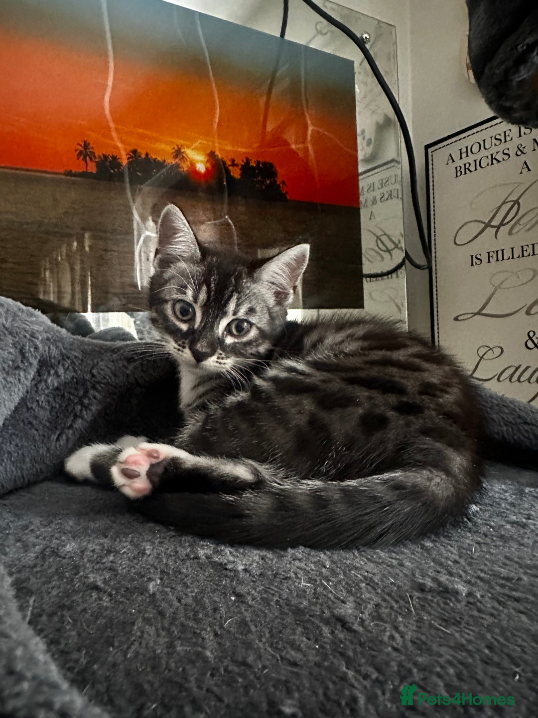 Bengal cats for sale: Stunning Silver & Charcoal Bengal Boys & Girls! - Image 28