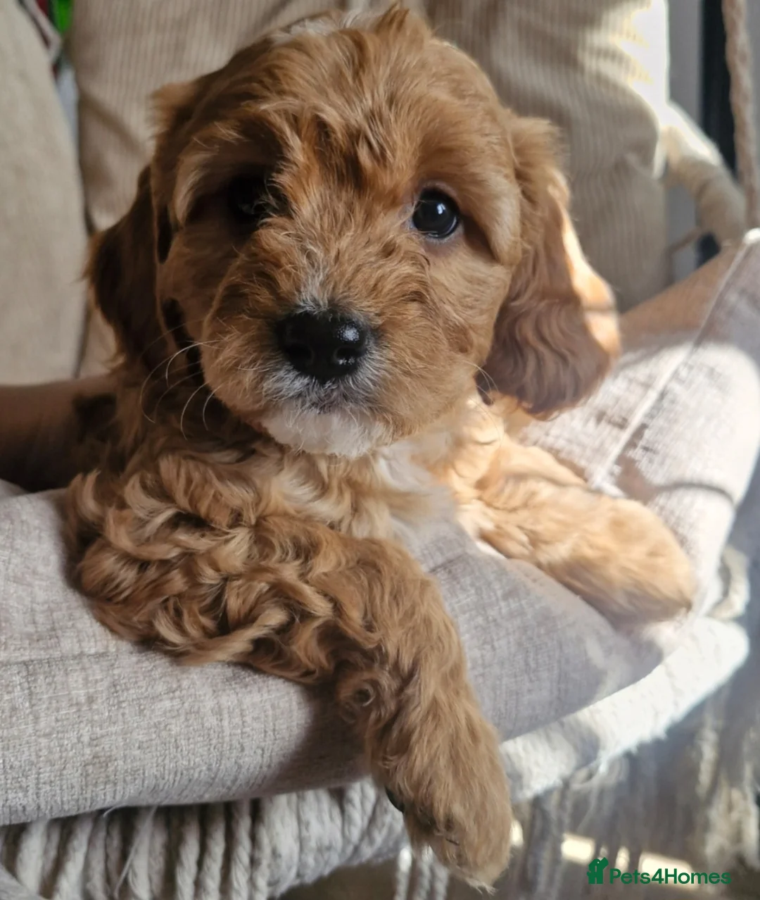Cavapoo dogs for sale: Rare Heritage-Raised Ruby Cavapoos in Penrith - Advert 2