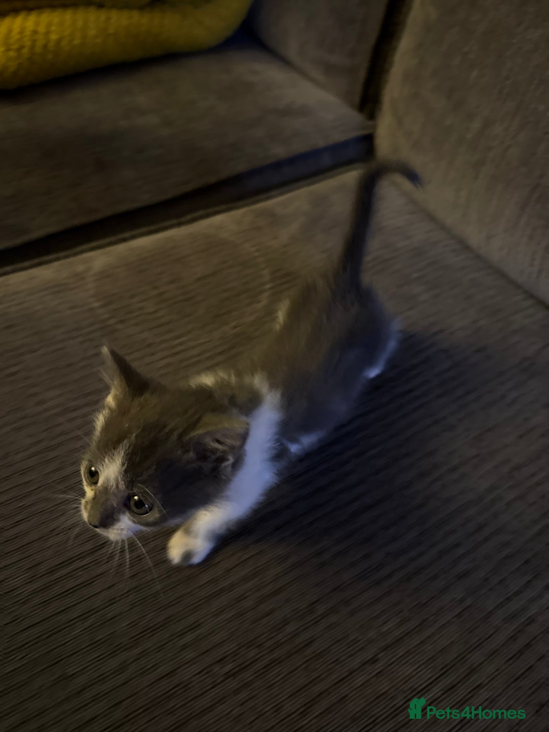 Russian Blue cats for sale: Beautiful Russian blue cross kittens - Image 7