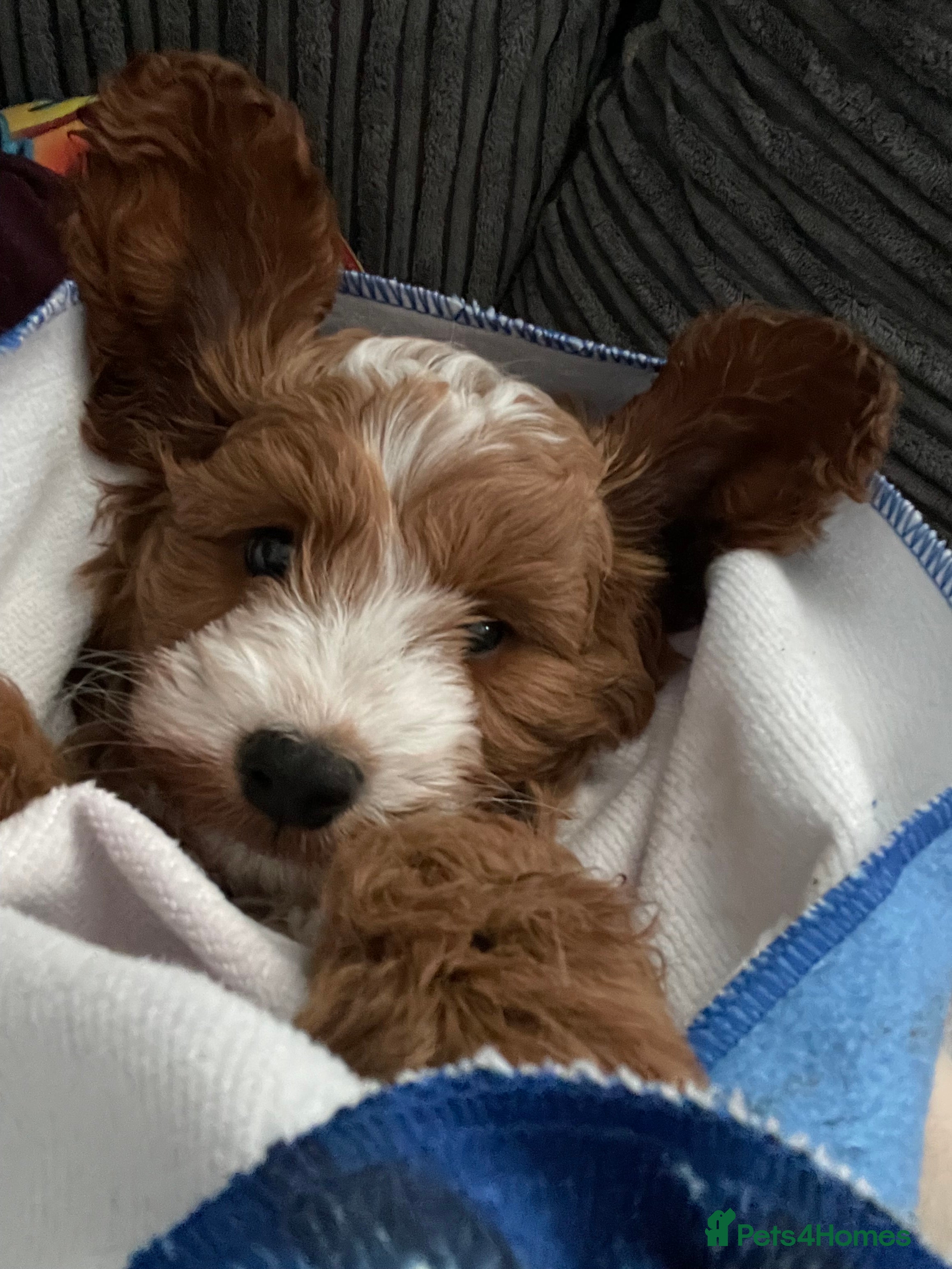 Cavapoo dogs Male Cavapoo - Advert 3