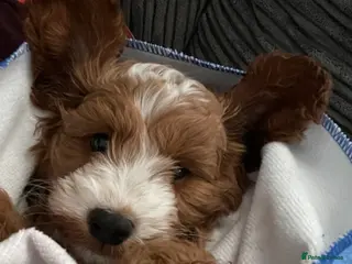 Cavapoo dogs Male Cavapoo - Advert 6