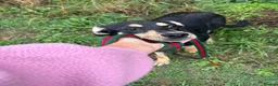 Mixed Breed dogs for adoption: Judy - Norwich Norfolk  - Advert 9