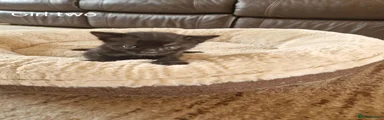 Domestic Shorthair 1