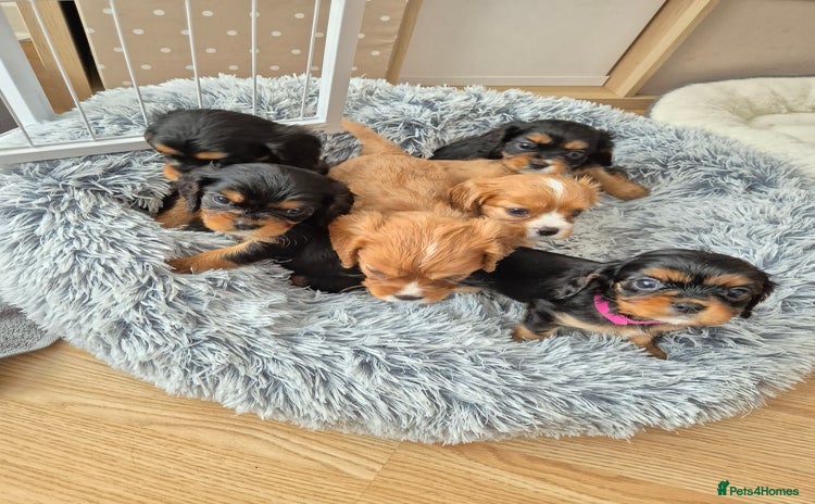 Cavalier King Charles Spaniel dogs - Advert 10