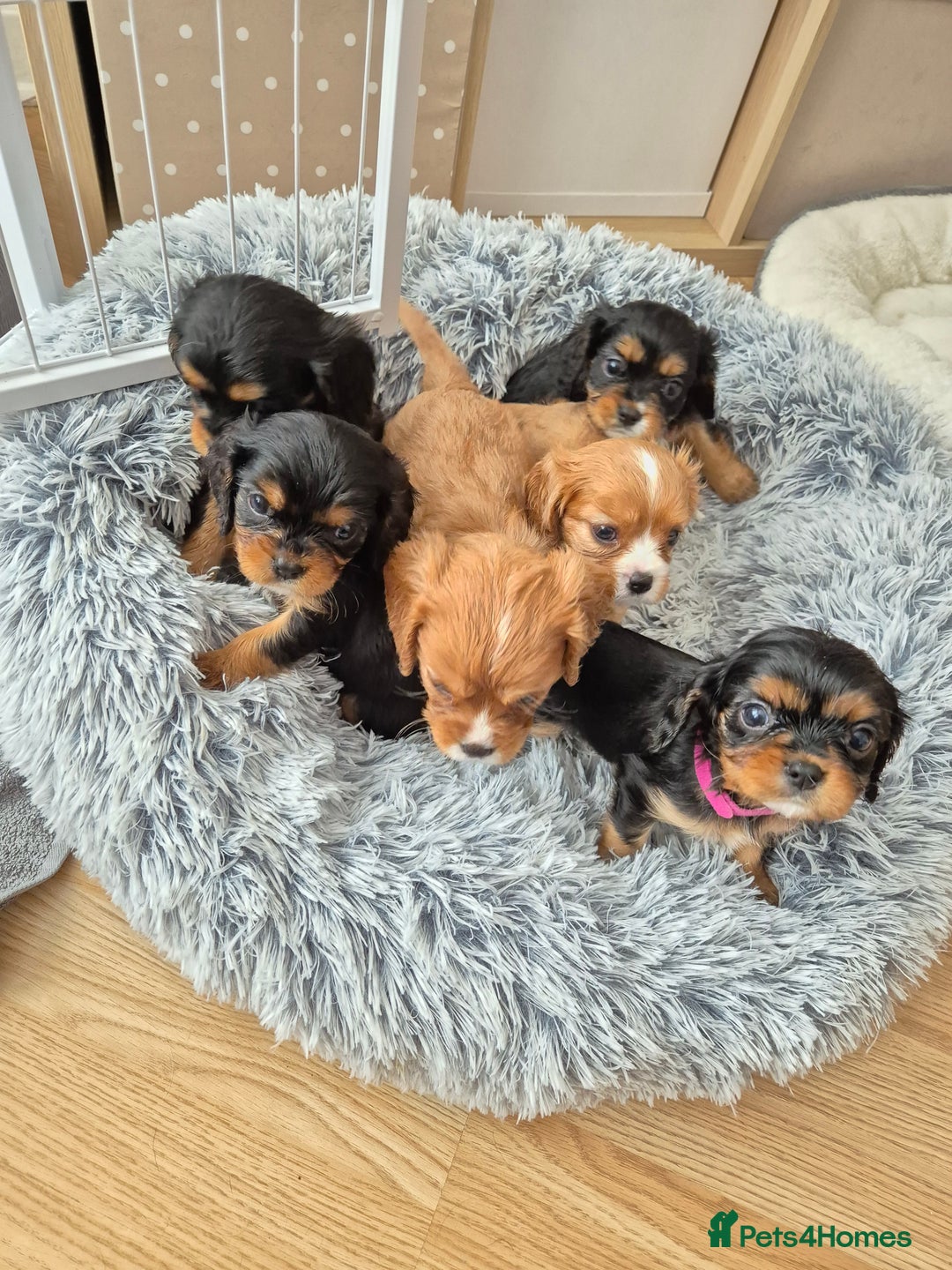 Cavalier King Charles Spaniel dogs for sale: King charles cavalier puppies - Image 1