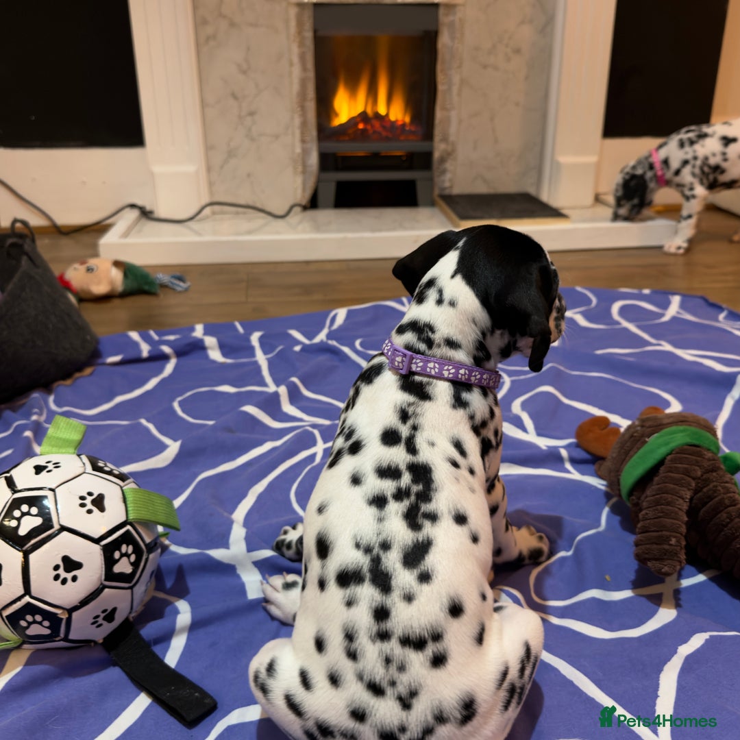 Dalmatian dogs for sale: 🐾 Beautiful Dalmatian Puppies 🐶  - Advert 17