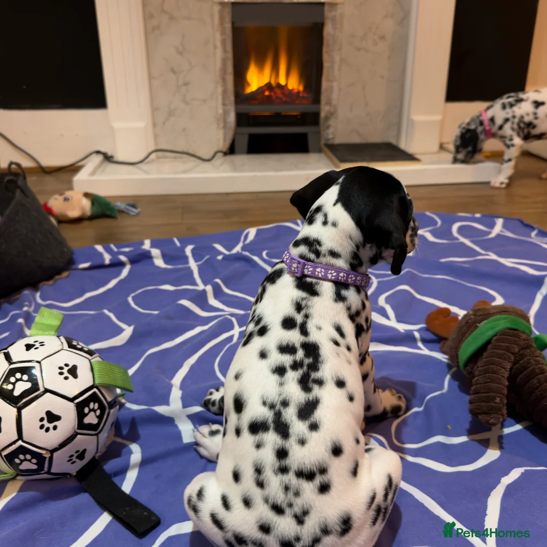 Dalmatian dogs for sale: 🐾Our Last Boy looking for forever home 🐶 💙 - Advert 17