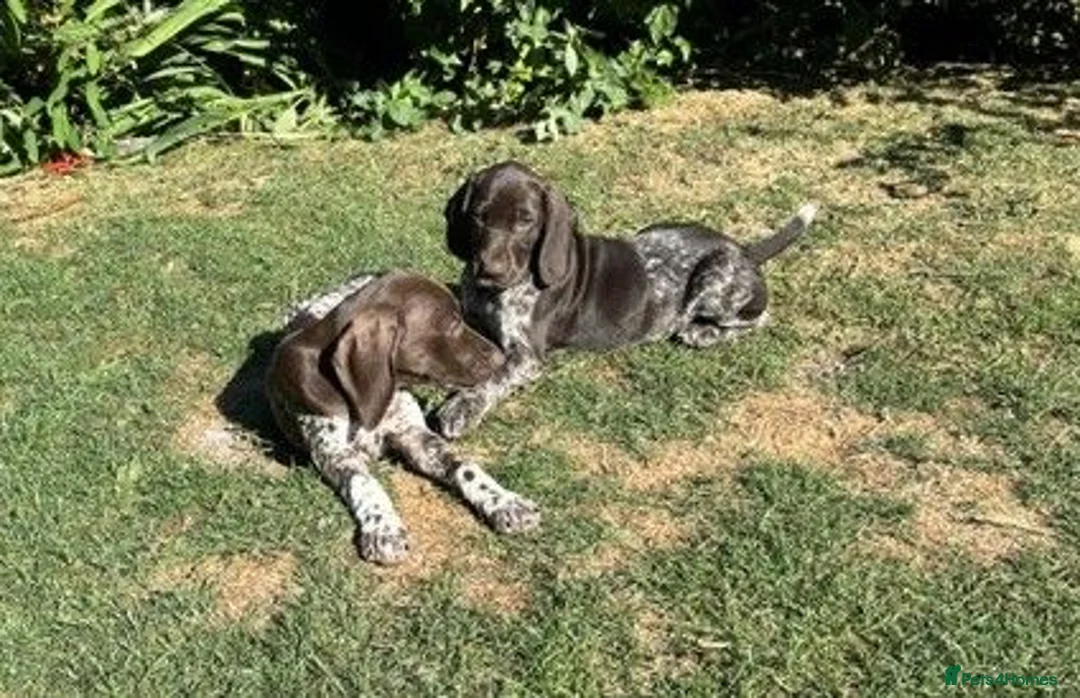 German Shorthaired Pointer dogs for sale: Dorothea and Marjorie - Advert 2