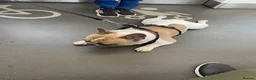 French Bulldog dogs for stud: Herbie our beautiful Pied French Bulldog - Advert 5