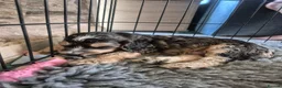 Cockapoo dogs for sale: 🐾 Beautiful F1 Cockapoo Puppies 🐾  - Advert 16