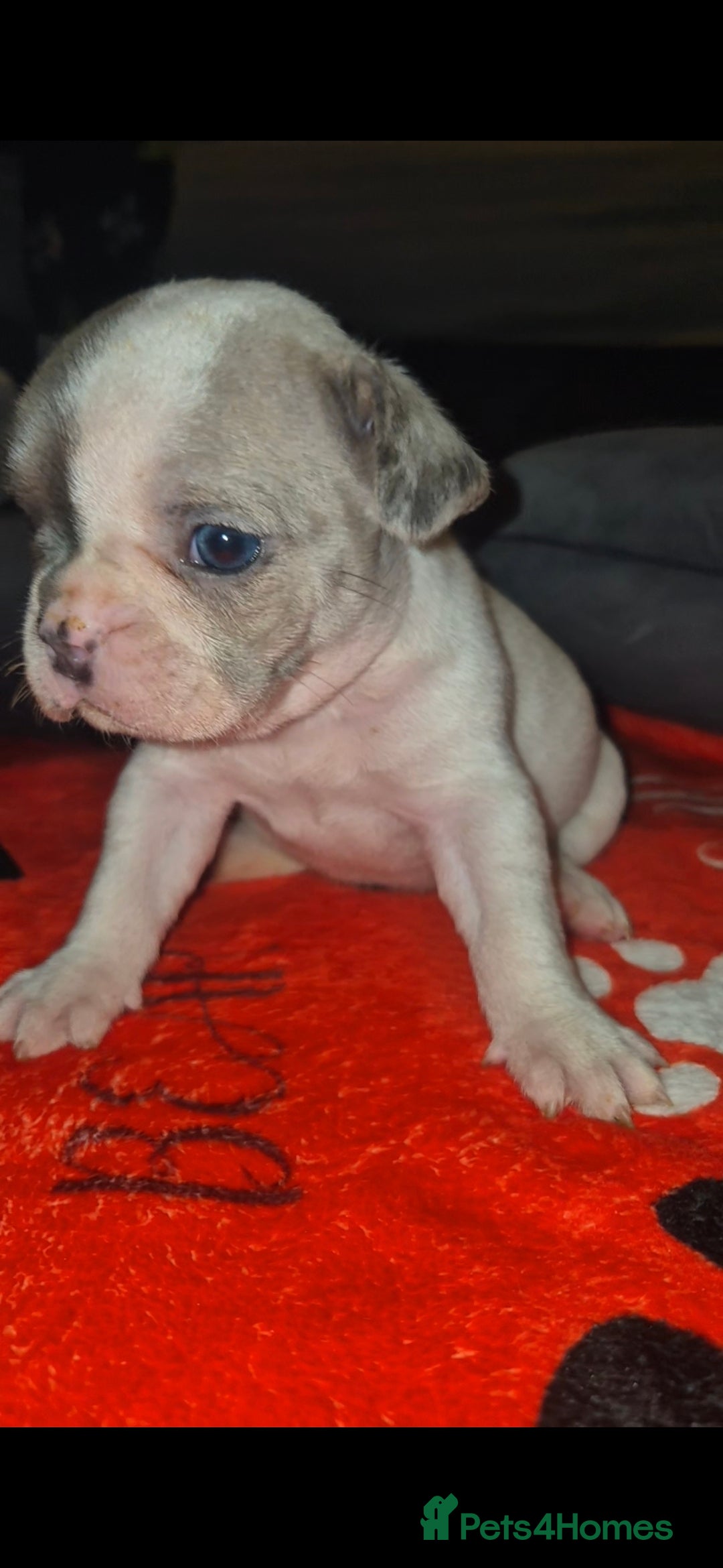 French Bulldog dogs for sale: DWKC beautiful French bulldogs prices negotiable - Advert 13