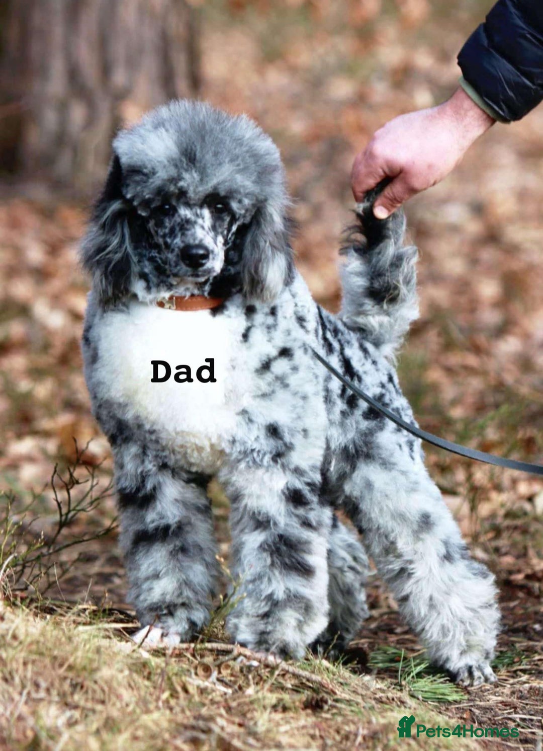 Mixed Breed dogs for sale: Council approved 5⭐️Rated Licensed Registered  - Advert 5