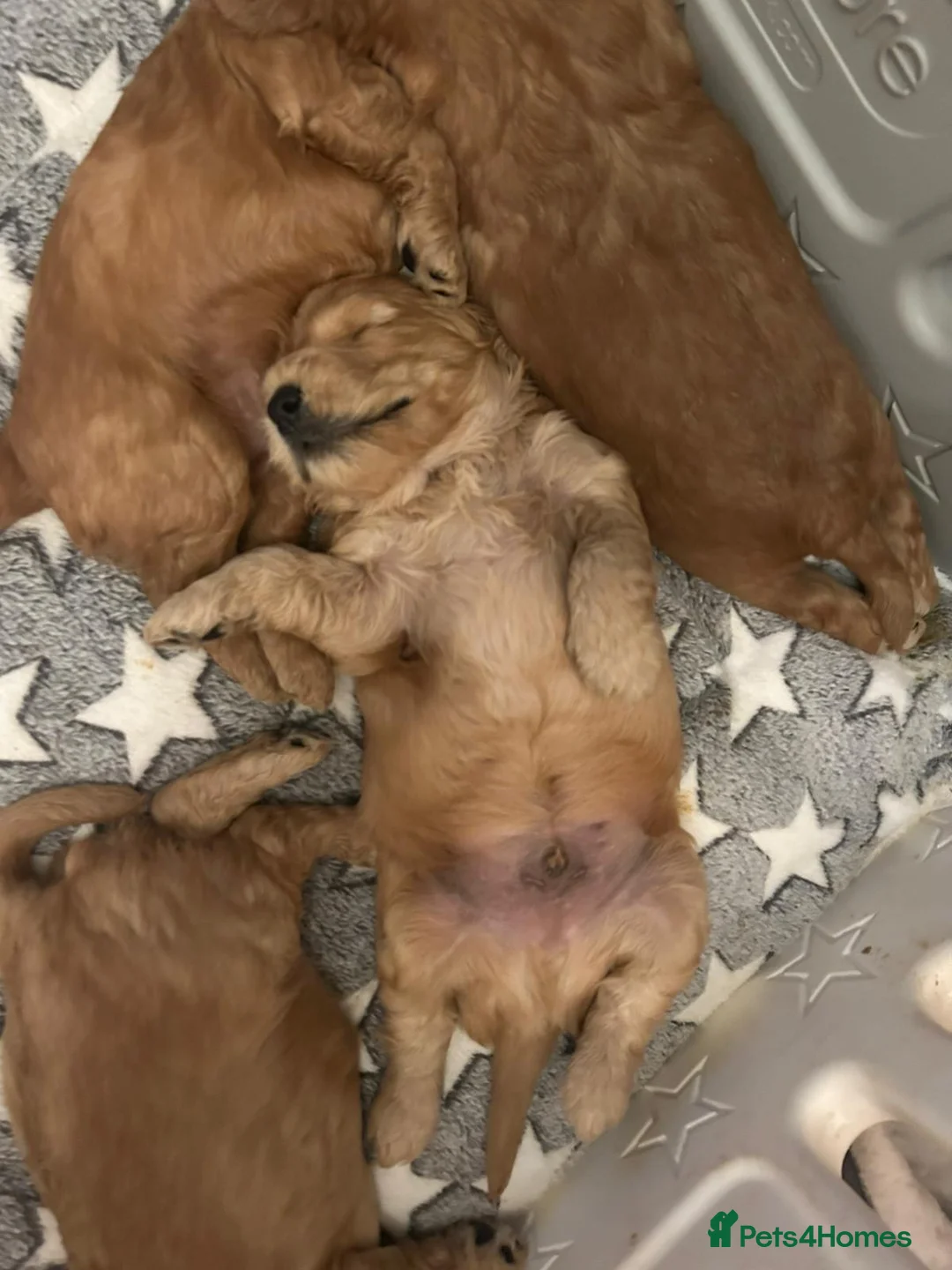 Cockapoo dogs for sale: Adorable Cockapoo Puppies  - Advert 2