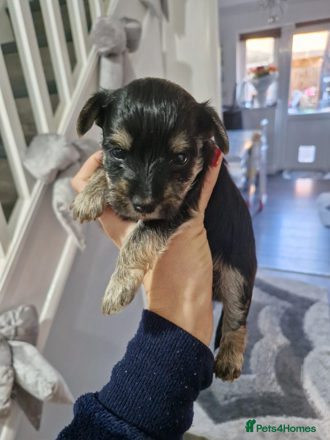 Yorkshire Terrier dogs for sale: Yorkshire terrier pure breads - Advert 3