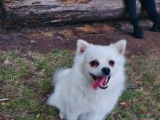 Pomeranian dogs Outstanding Pomeranian - Advert 1