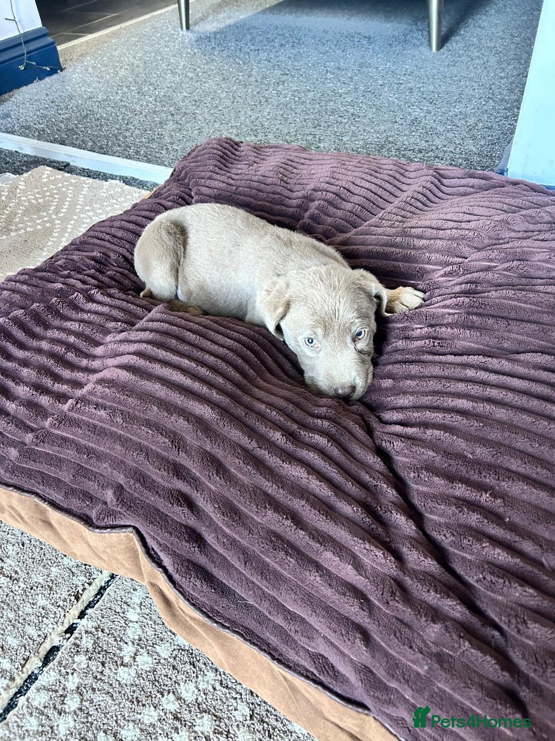 Labrador Retriever dogs for sale: Silver Labrador  - Advert 7