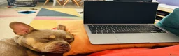 Mixed Breed dogs for sale: Reggie  - Advert 6