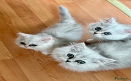 Persian cats for sale: Pure Persian chinchilla kittens  - Image 12