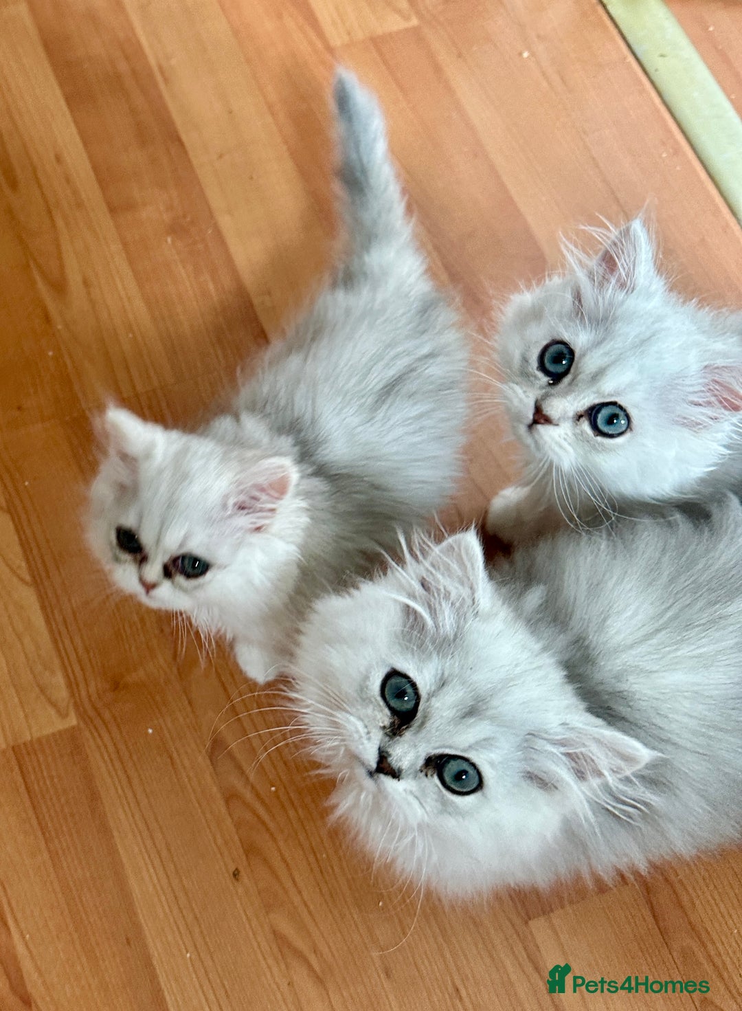 Persian cats for sale: Pure Persian chinchilla kittens  - Image 12