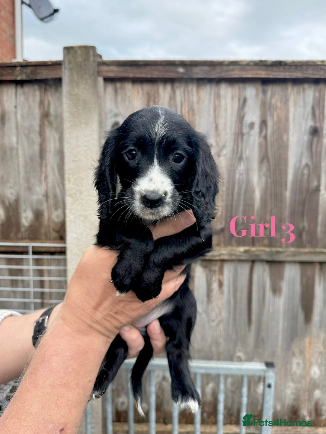 Cocker Spaniel dogs for sale: Working cocker spaniel puppies - Image 12