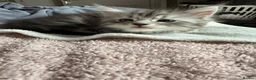 Maine Coon cats for sale: Last Beautiful Maine Coon Kitten Ready Now 🐾 - Advert 21