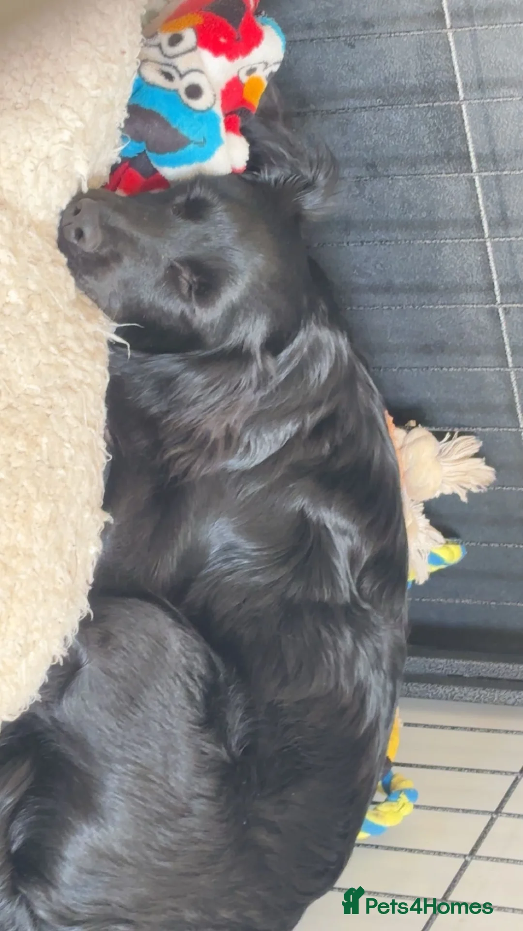 Mixed Breed dogs for sale: Cocker spaniel/pomerainan in Reading - Advert 6