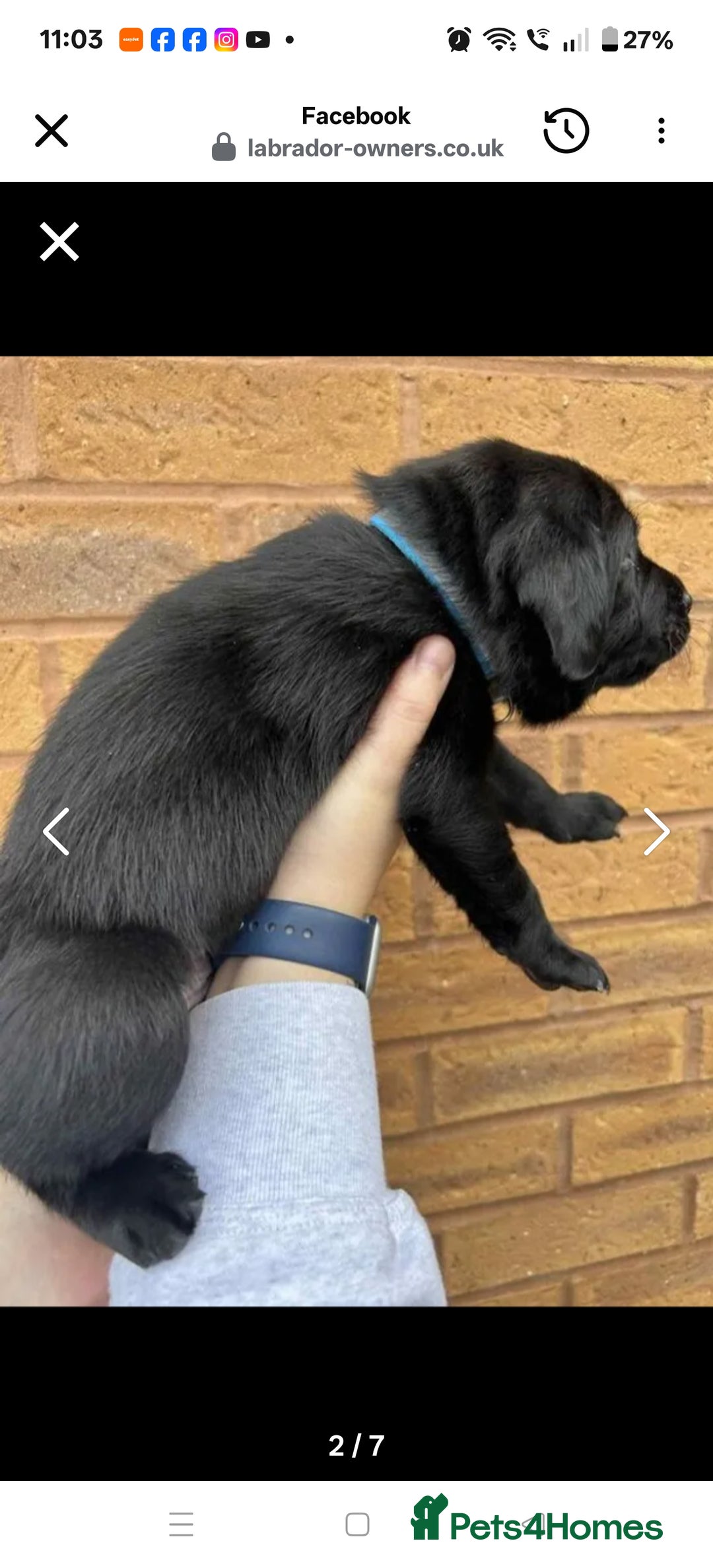 Labrador Retriever dogs for sale: Labrador 4 black males  - Advert 9