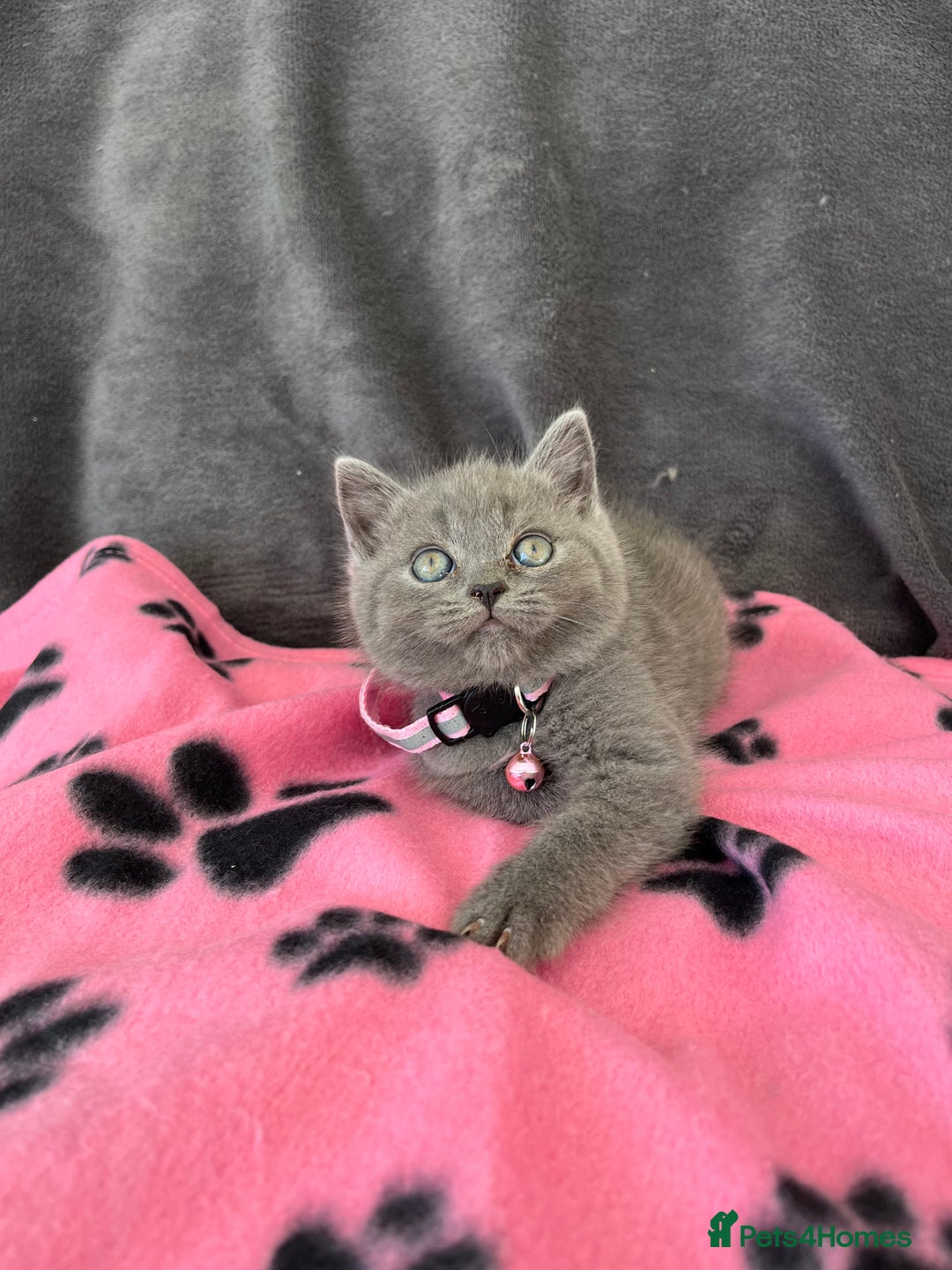 British Shorthair cats for sale: REDUCED!! Pure Breed British Shorthair Kittens - Image 2