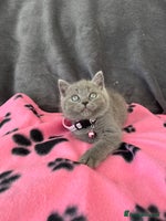 British Shorthair cats - Advert 1