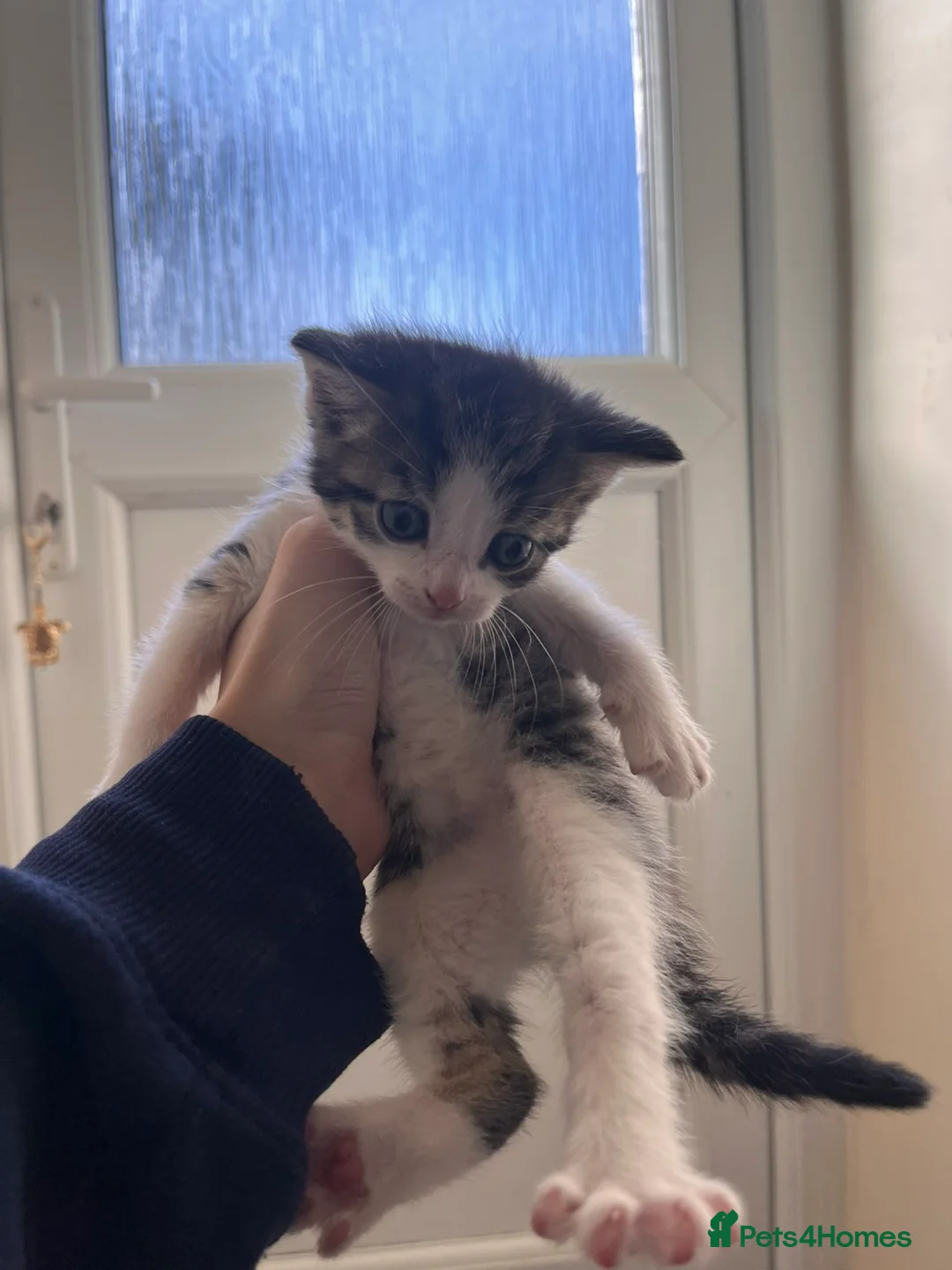 Mixed Breed cats for sale: 4 little boys available now in Worcester - Advert 1