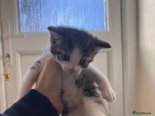 Mixed Breed cats 4 little boys available now - Advert 1