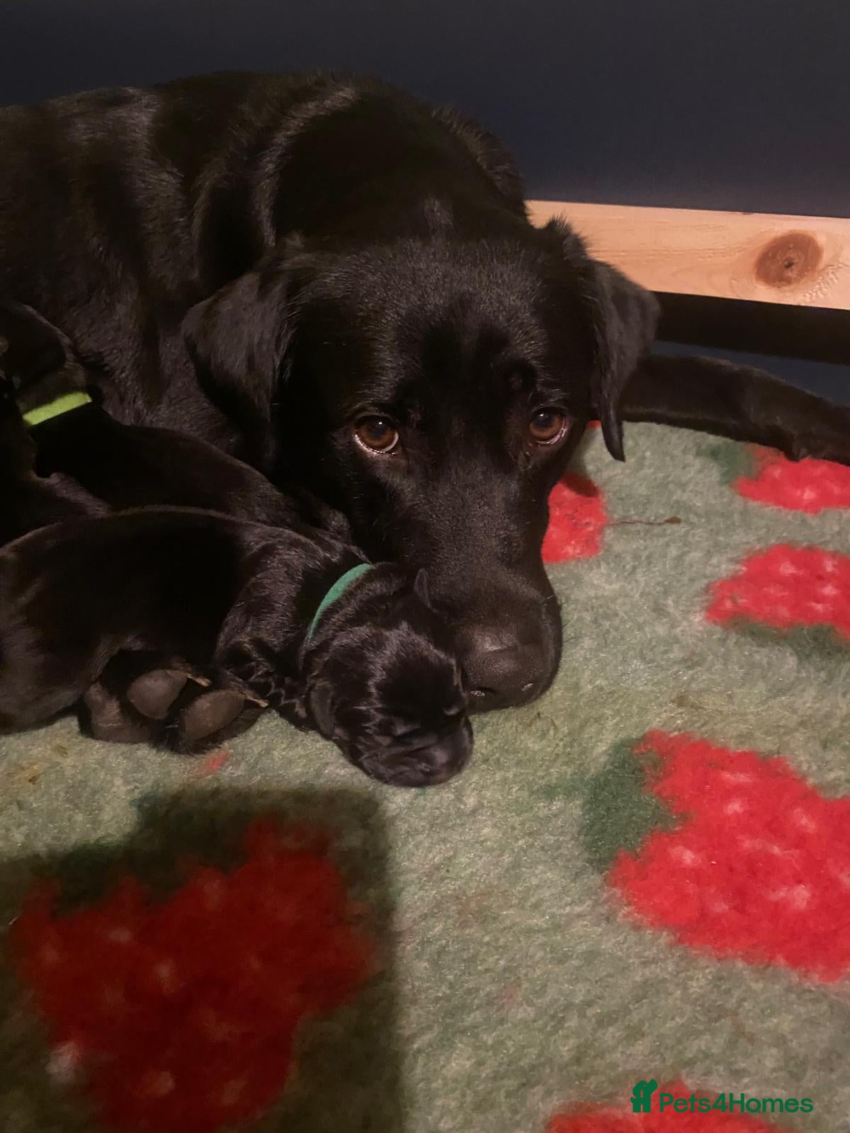 Labrador Retriever dogs for sale: Stunning Labrador puppies in Canterbury - Advert 7