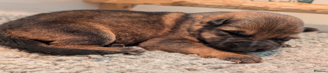 German Shepherd Puppy 2