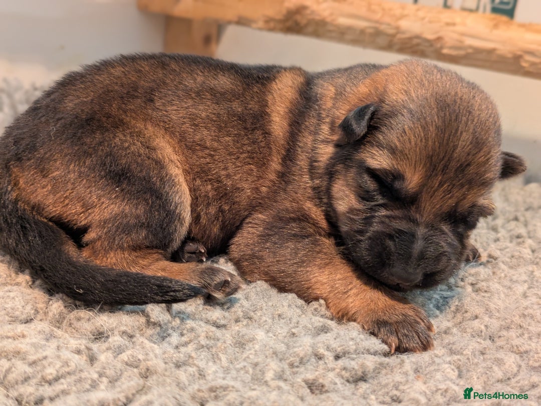 German Shepherd dogs for sale: KC Pups From Health Tested Champion Bloodlines  - Image 21