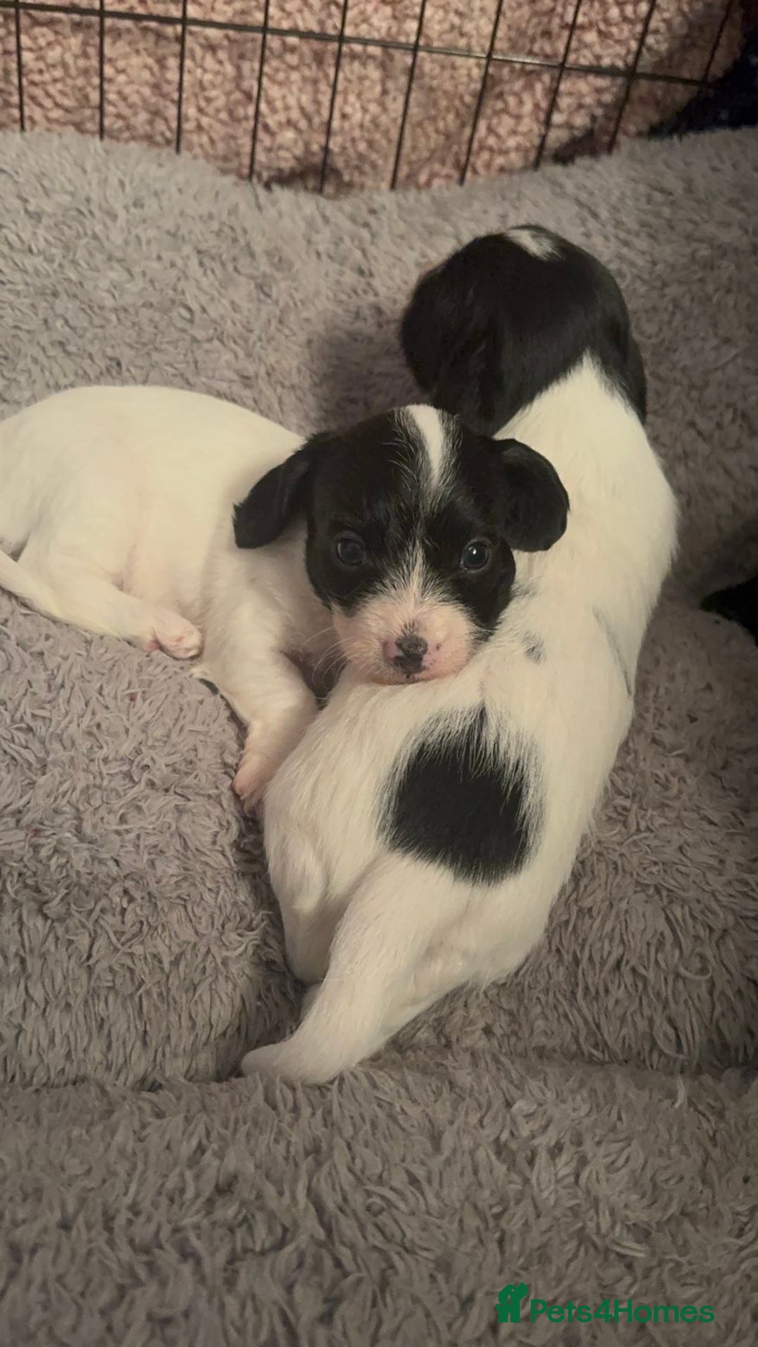 Mixed Breed dogs for sale: Doxiepoo - Advert 2