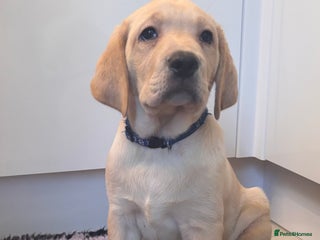 Labrador Retriever dogs Health tested pedigree labrador puppies - Advert 1