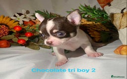 Chihuahua dogs for sale: Tiny chihuahua puppies  - Image 21