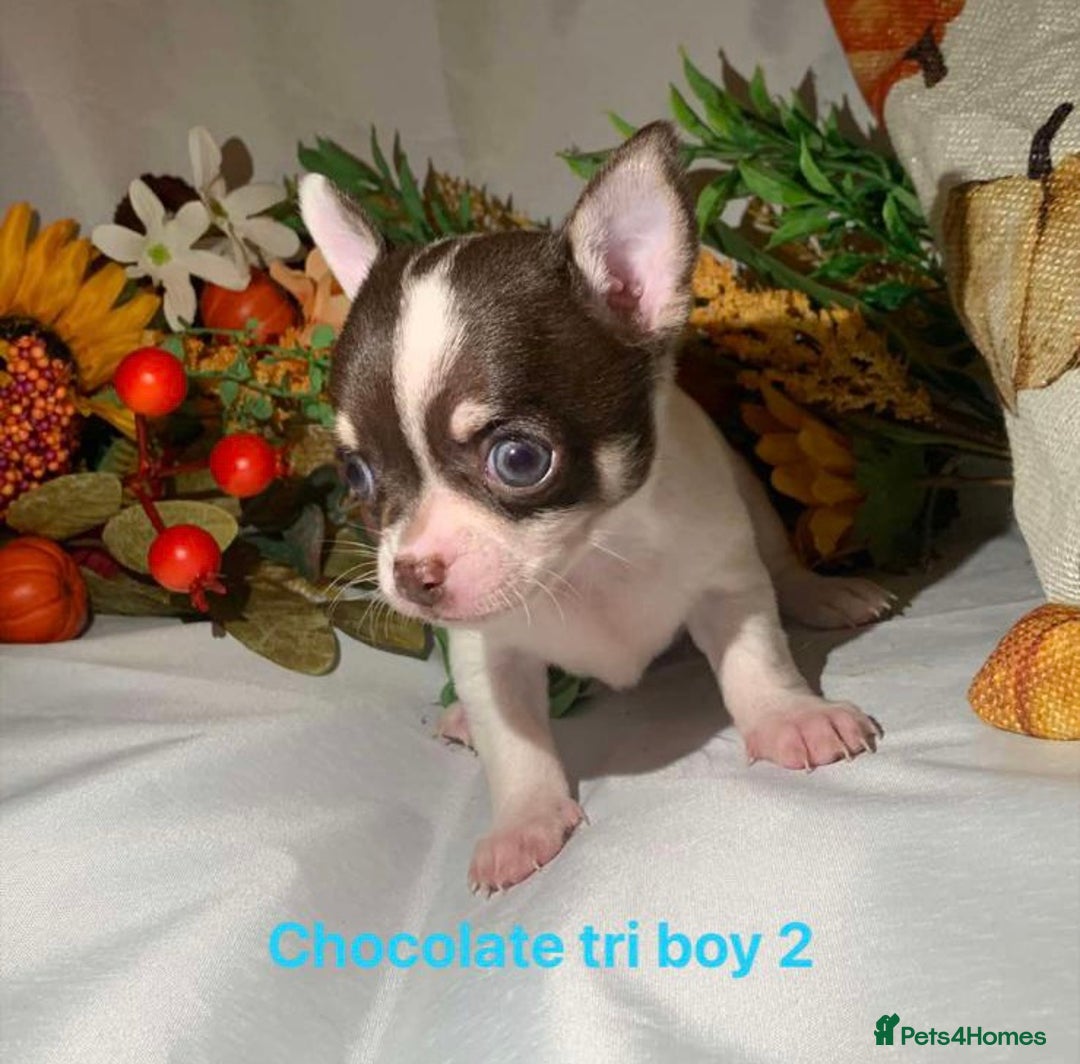 Chihuahua dogs for sale: Tiny chihuahua puppies  - Image 21
