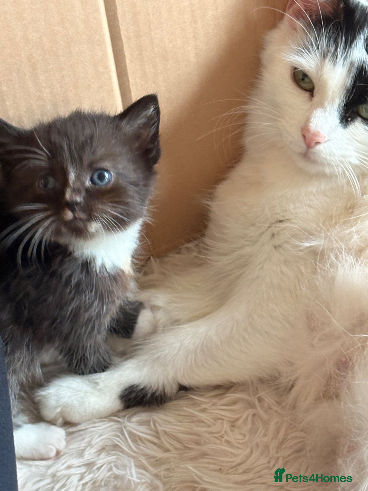 Mixed Breed cats 4 stunning long haired mixed breed kittens - Advert 1