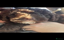 Cockapoo dogs for stud: Cockapoo for stud F2 chocolate proven  - Image 9