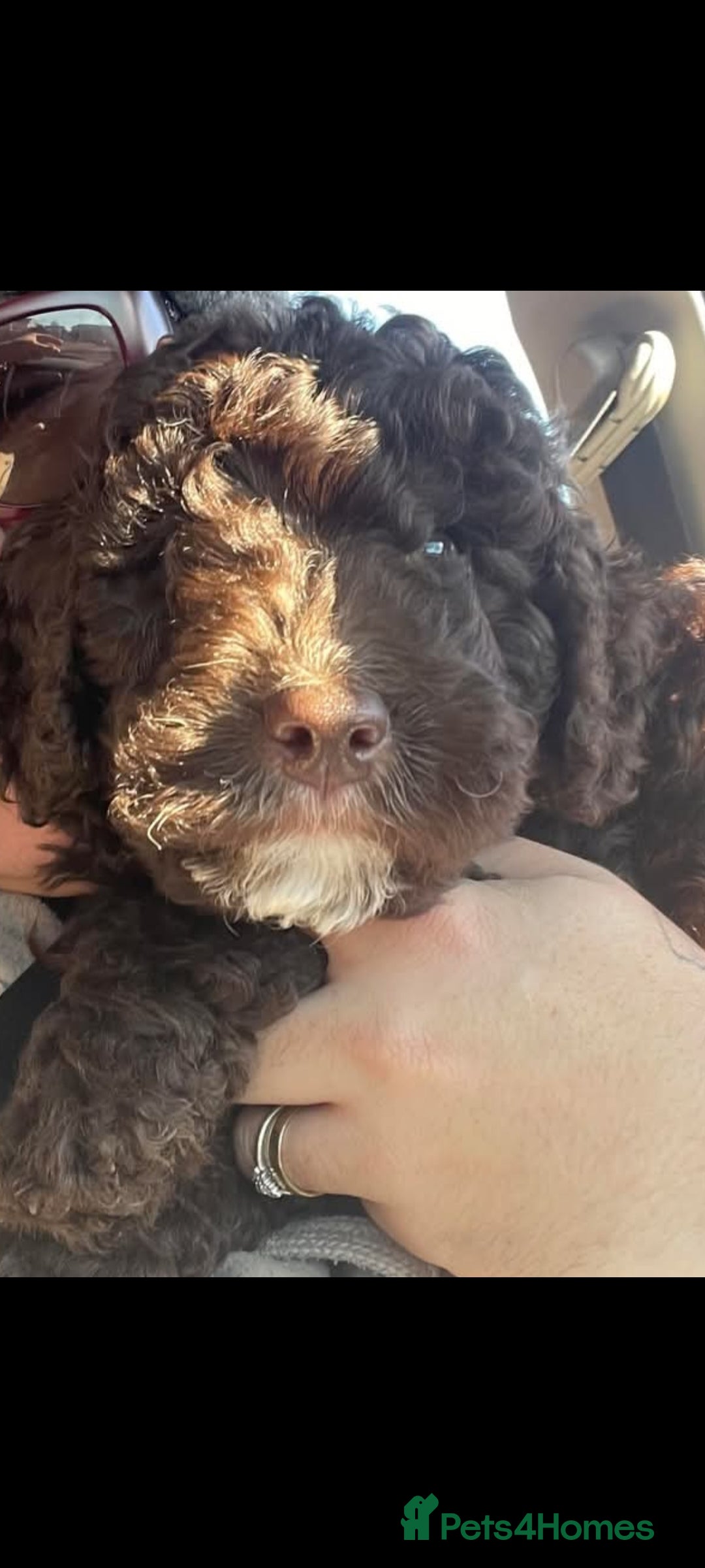 Cockapoo dogs for stud: Cockapoo for stud F2 chocolate proven  - Image 9