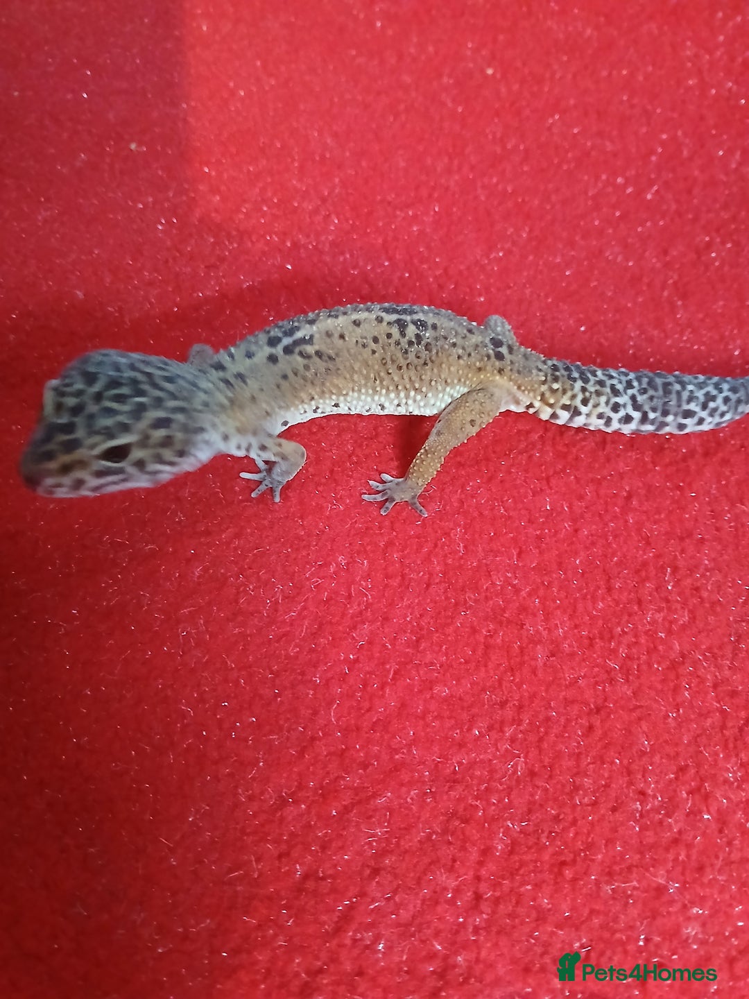 Leopard Gecko reptiles for sale: Baby's leopard geckos  in Rochester - Image 6