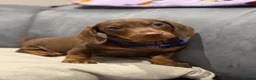 Miniature Dachshund dogs for sale: Ready now One Absolutely stunning boy left  - Advert 7