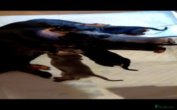 Miniature Dachshund dogs for sale: Miniature Dashund puppies  - Image 10